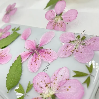 50pcs Stlačené Sušené Ružová Peach Blossom Kvetu Rastlín Herbarium Pre Nail Art Make Up a Šperky Záložku Telefón Prípade Karty urob si sám
