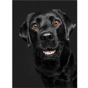 DIY Diamond Maľovanie Pes Čierny Labrador Retriever Zvierat Home Art Cross Stitch Plný Diamond Výšivky Dekor JX709