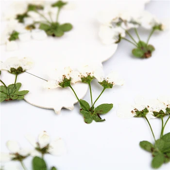 24pcs,Prírodné Stlačené reálne biele kvety,Večný lístkov DIY Svadobné pozvánky Záložka Darčekové Karty,Flores Tváre Dekorácie